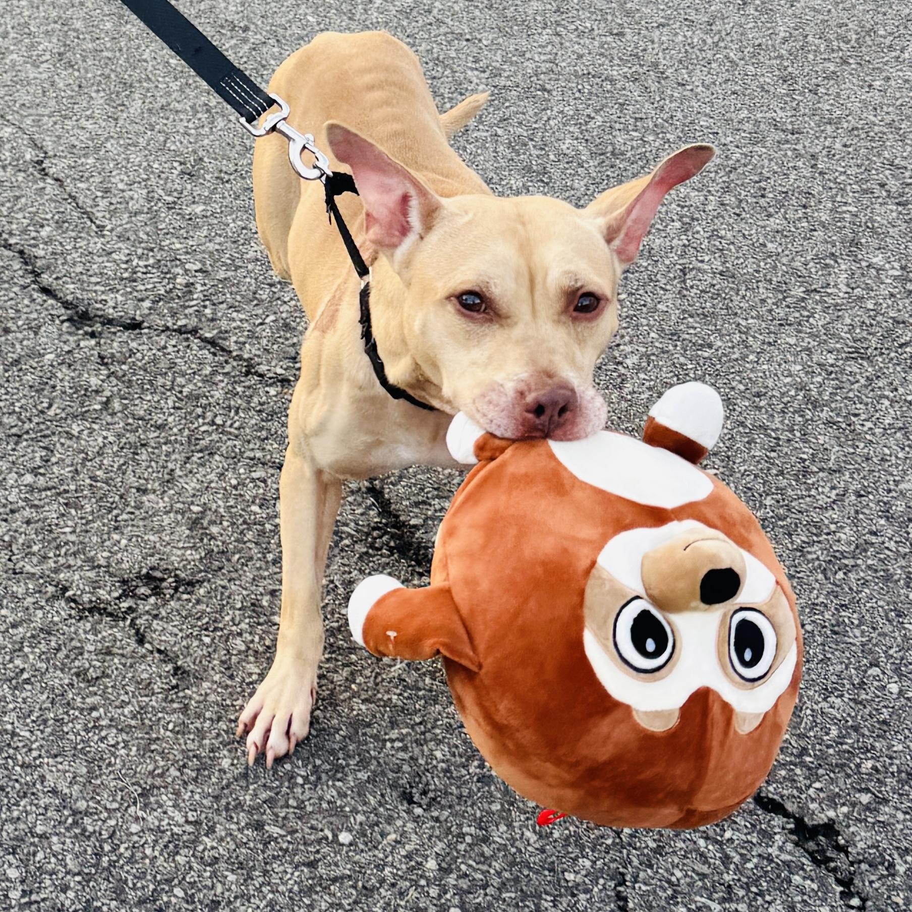 Meet WINSTON - 5 yrs old, looking for a foster or permanent home. Special Needs, ADOPTABLE, Adult Male Terrier.