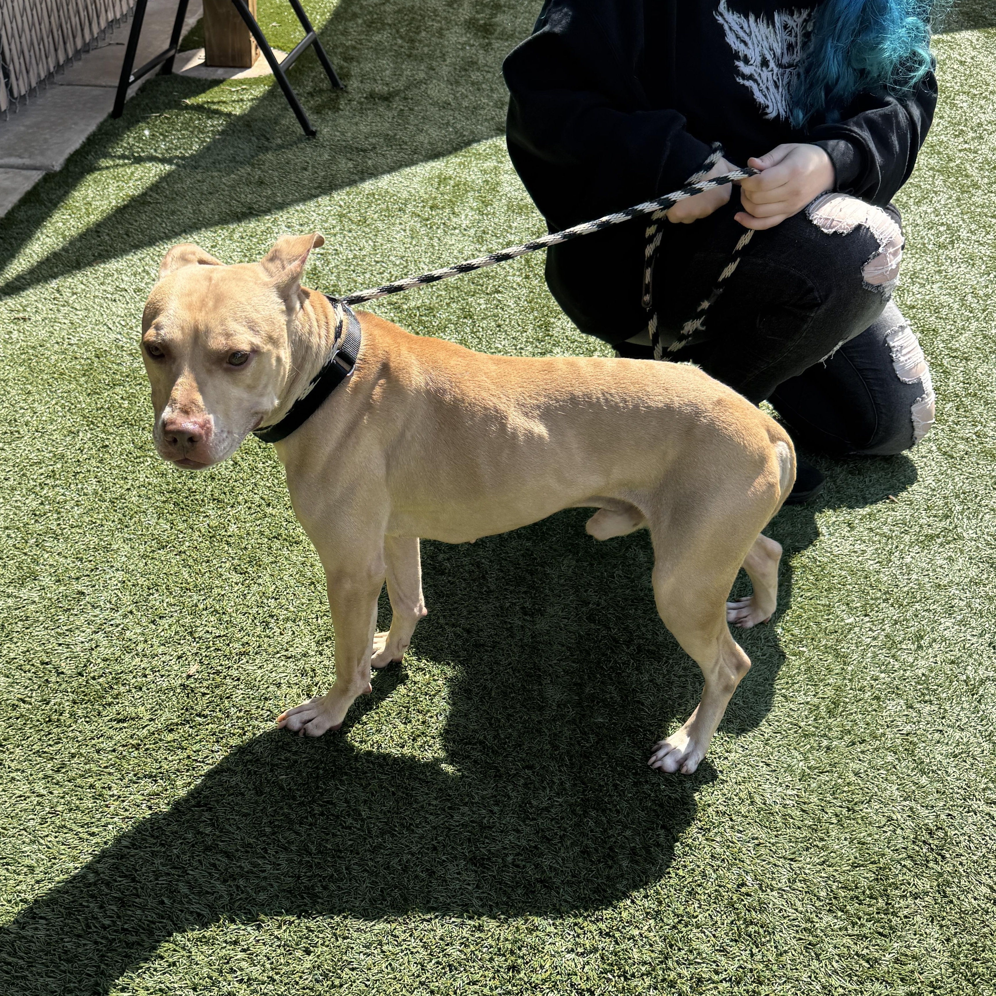 Enlarge Meet WINSTON - 5 yrs old, looking for a foster or permanent home. Special Needs, a ADOPTABLE Terrier in Clifton, NJ image 5/6