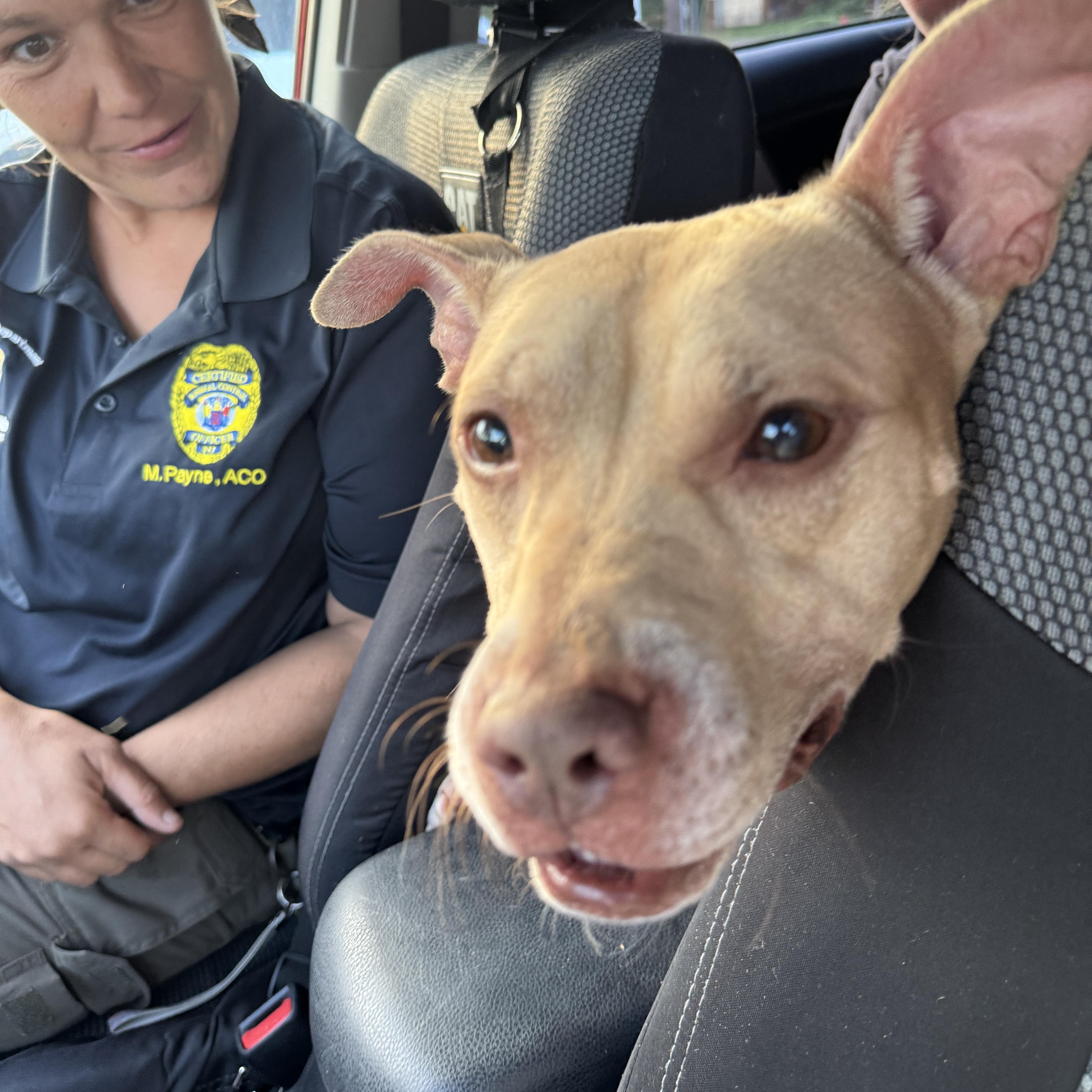 Enlarge Meet WINSTON - 5 yrs old, looking for a foster or permanent home. Special Needs, a ADOPTABLE Terrier in Clifton, NJ image 6/6