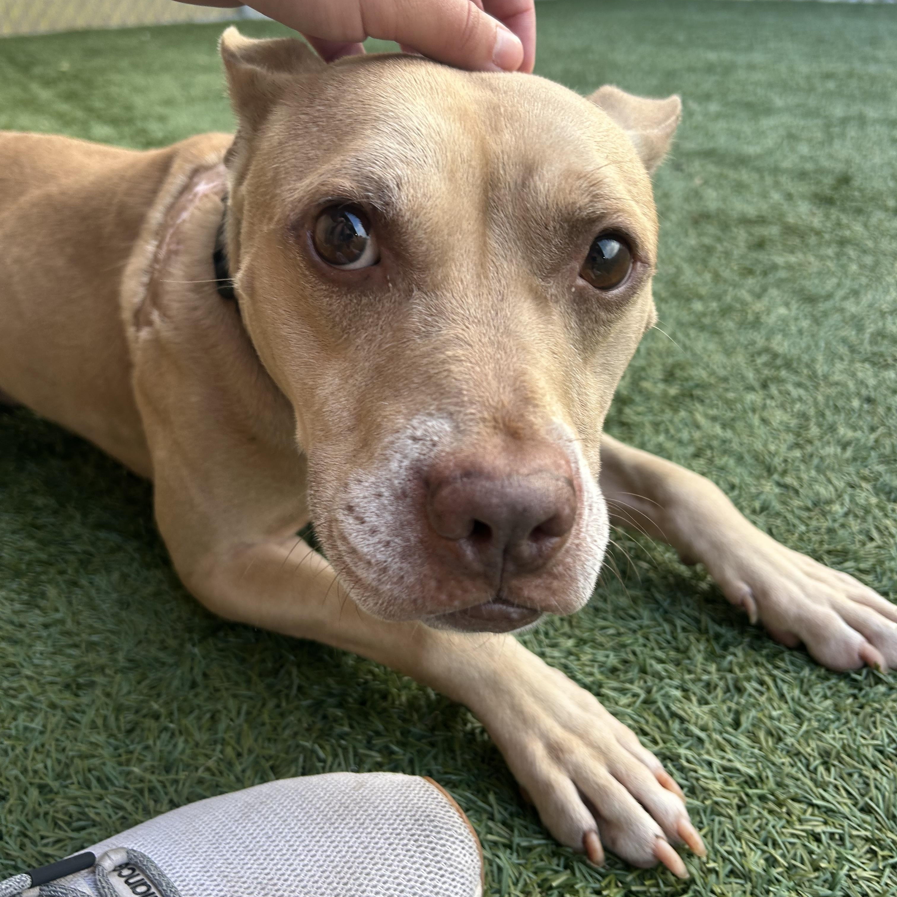 Enlarge Meet WINSTON - 5 yrs old, looking for a foster or permanent home. Special Needs, a ADOPTABLE Terrier in Clifton, NJ image 2/6