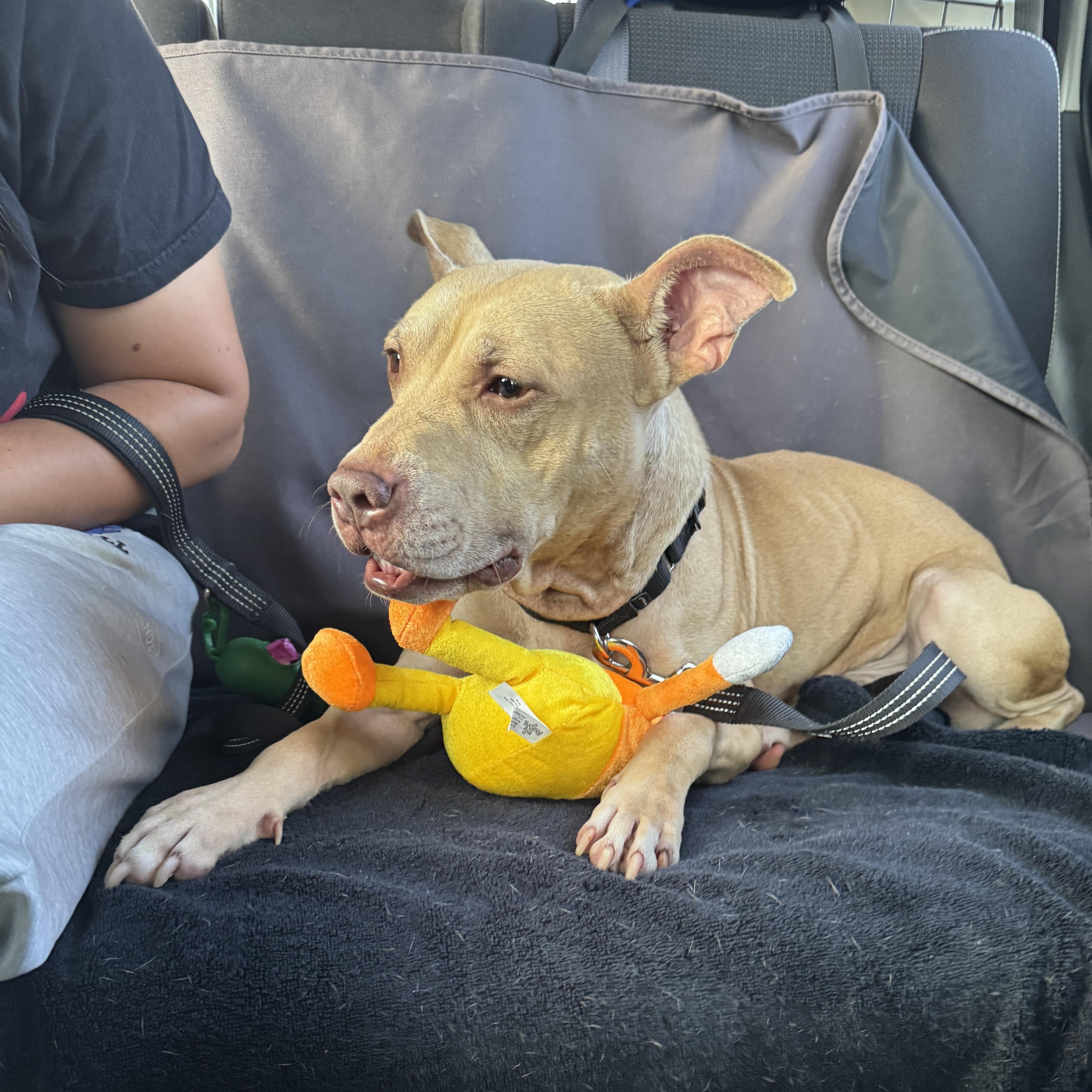 Enlarge Meet WINSTON - 5 yrs old, looking for a foster or permanent home. Special Needs, a ADOPTABLE Terrier in Clifton, NJ image 4/6