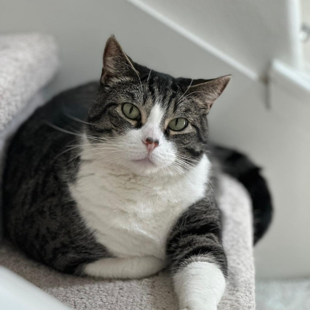 Frankie, Adoptable, Senior Male Domestic Short Hair.