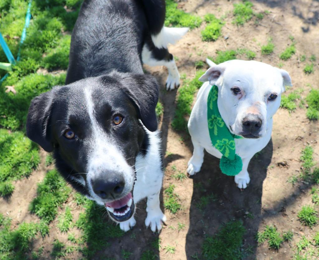 June, Adoptable, Young Female Mixed Breed.