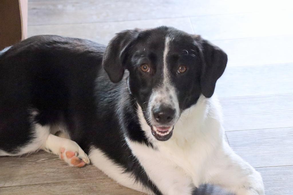 Enlarge June, a Adoptable Mixed Breed in Jonesboro, AR image 2/2