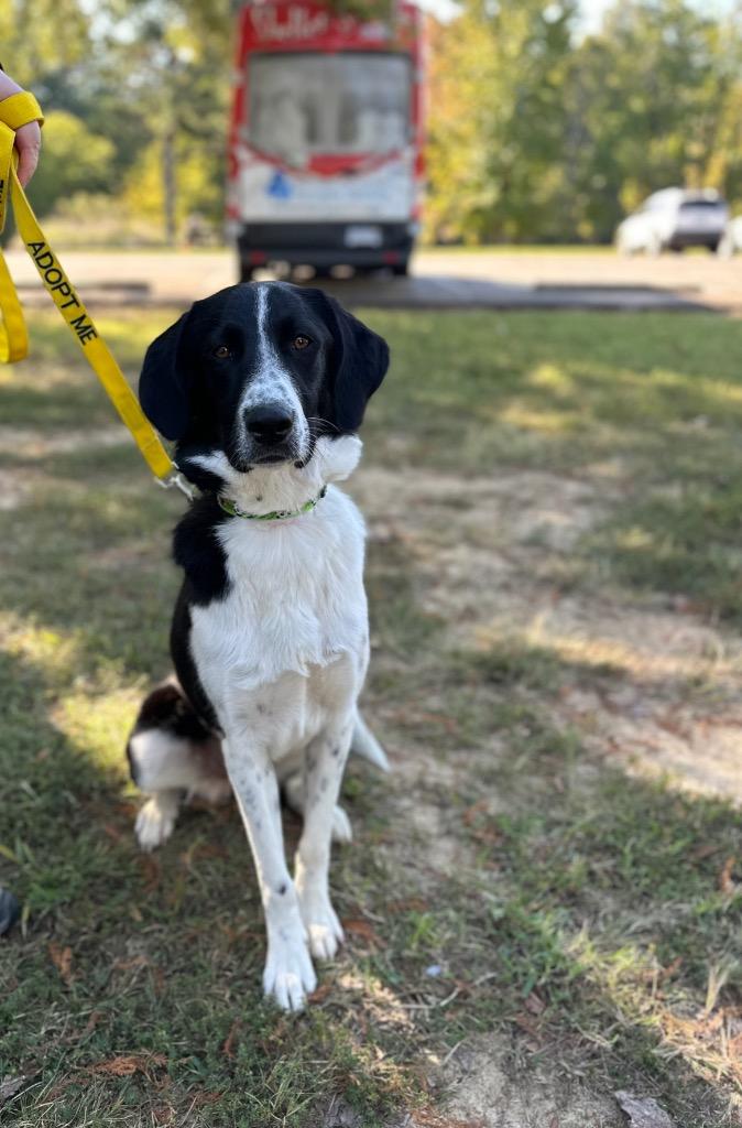Enlarge June, a Adoptable Mixed Breed in Jonesboro, AR image 2/2