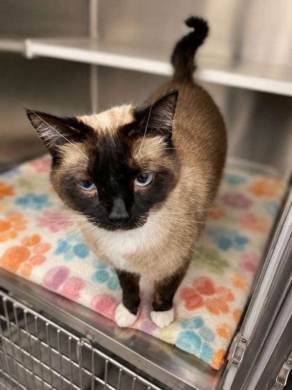 Enlarge Champion, a Adoptable mixed breed in Lafayette, LA image 1/1