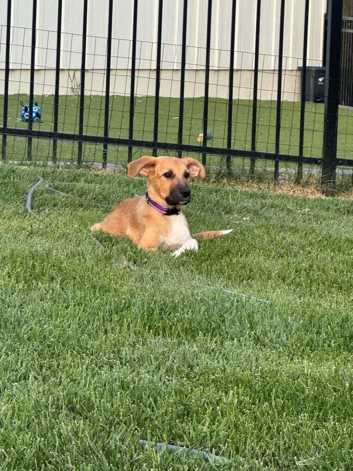 Coach, Adoptable, Puppy Male German Shepherd Dog.