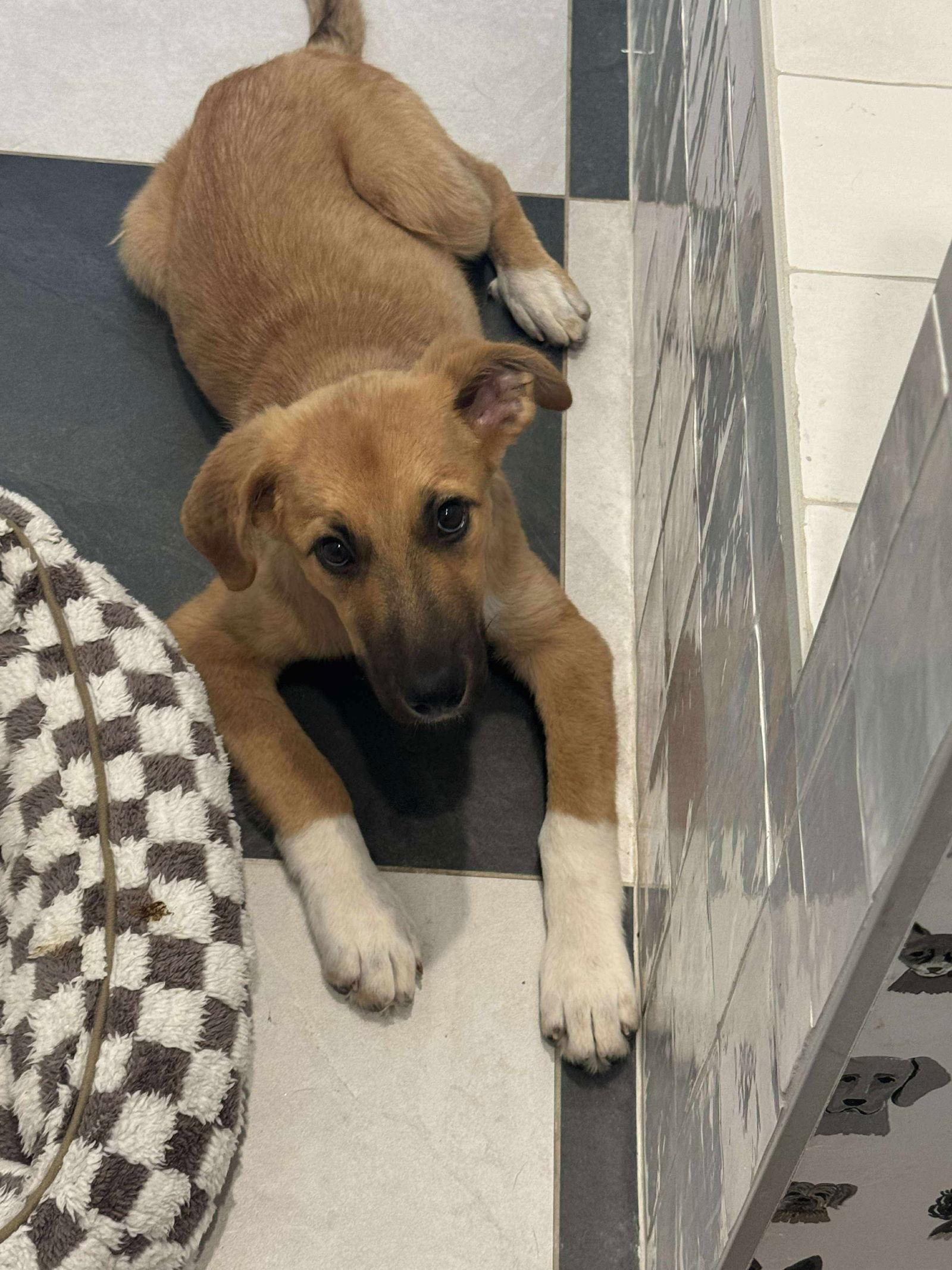 Coach, a Adoptable German Shepherd Dog in Merriam, KS image 2/2