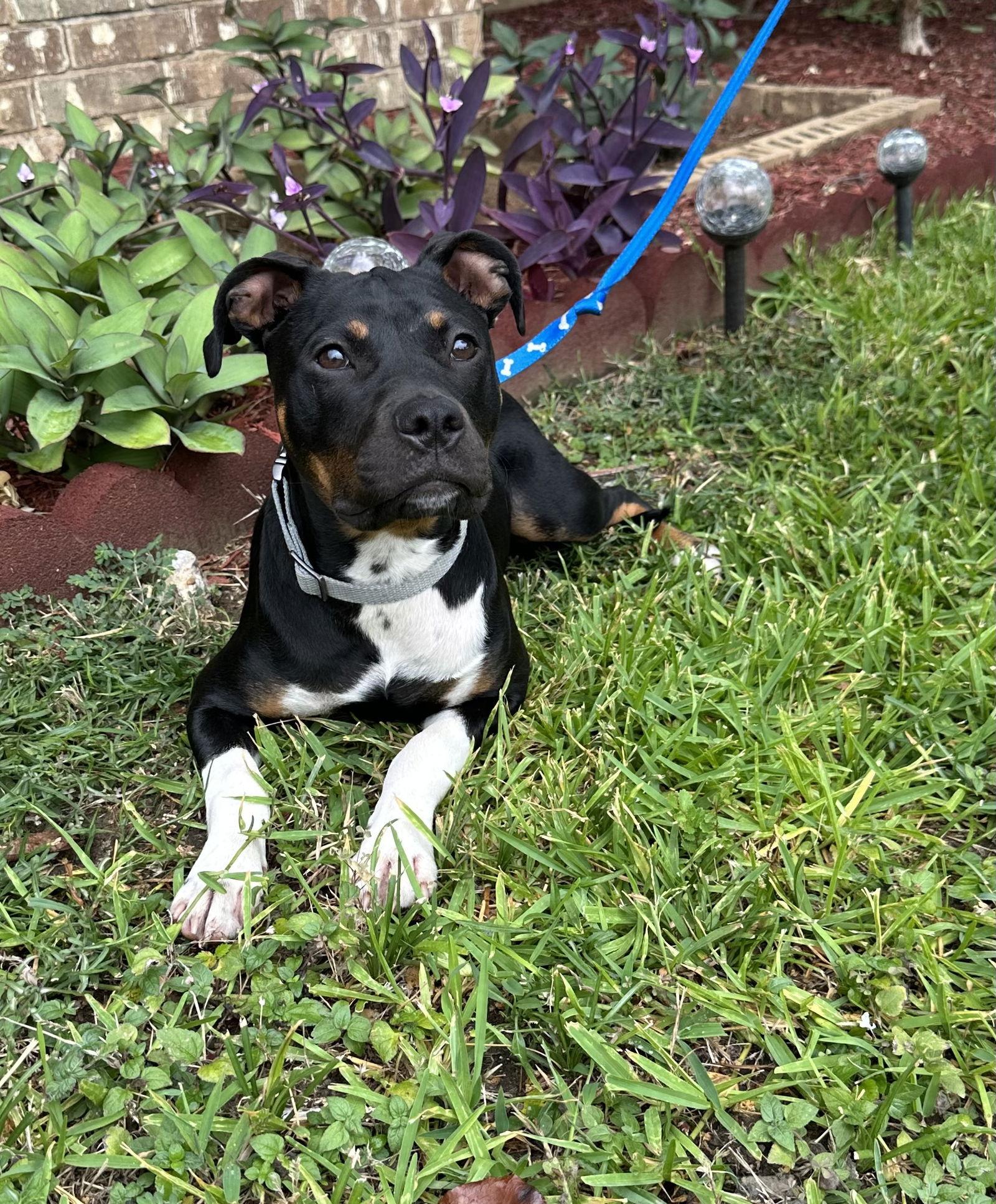 Pixie, Adoptable, Young Female Terrier & Rat Terrier.