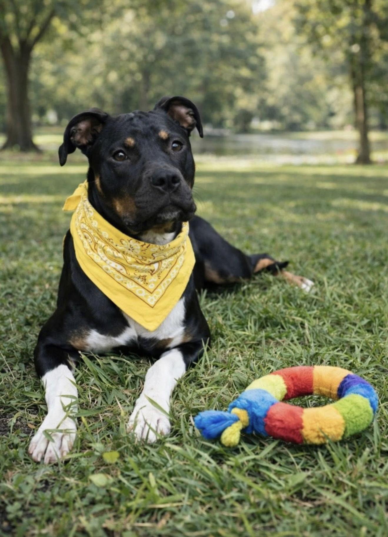 Enlarge Pixie, a Adopted mixed breed in Euless, TX image 3/3