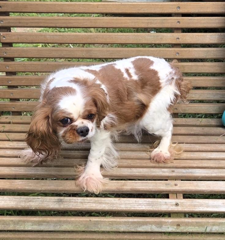 Enlarge Super sweet, a ADOPTABLE Cavalier King Charles Spaniel in Woodsfield, OH image 1/3