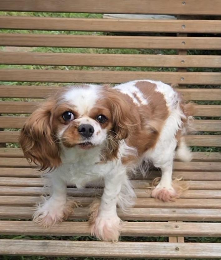 Enlarge Super sweet, a ADOPTABLE Cavalier King Charles Spaniel in Woodsfield, OH image 2/3