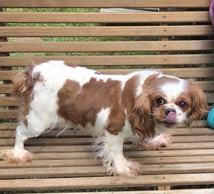 Enlarge Super sweet, a ADOPTABLE Cavalier King Charles Spaniel in Woodsfield, OH image 3/3