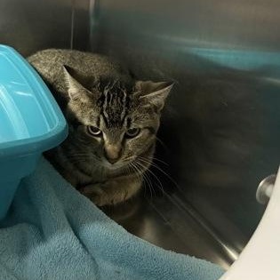 Artecho, Adoptable, Adult Male Domestic Short Hair.