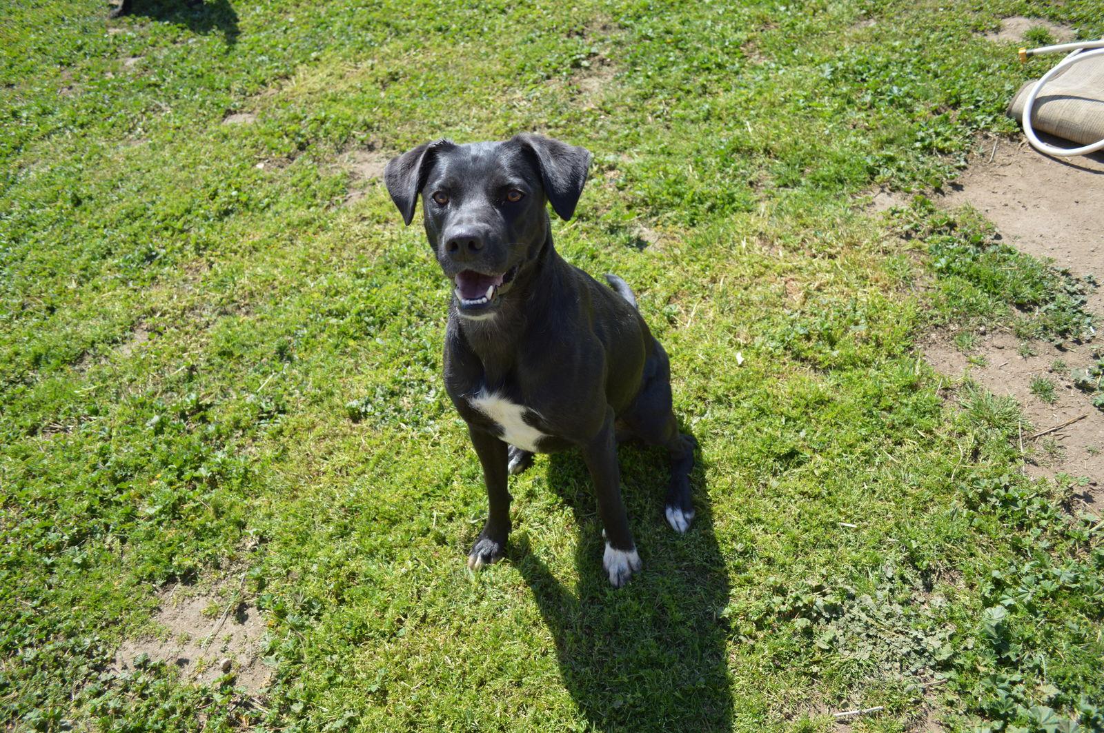 Enlarge Jojo, a Adoptable mixed breed in Ramona, CA image 1/5