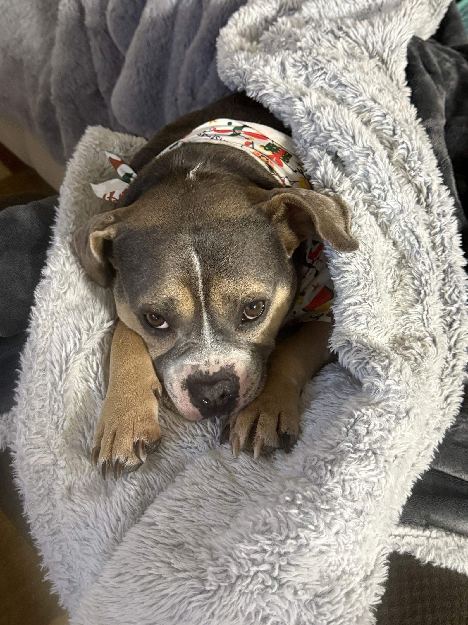 Enlarge Monty - APPLICATIONS CLOSED, a Adoptable English Bulldog in Livonia, MI image 1/3