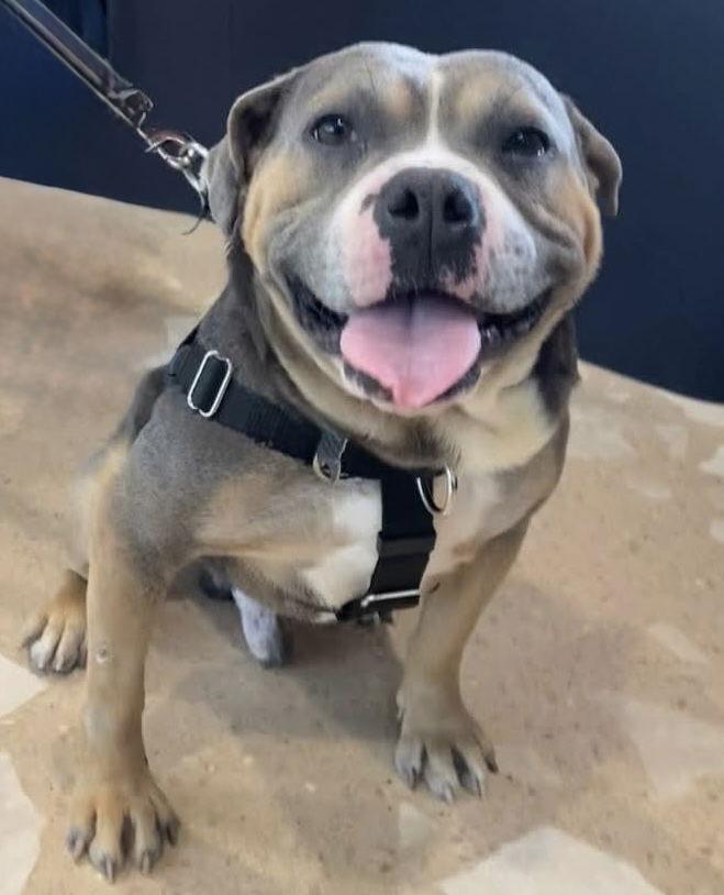 Enlarge Monty - APPLICATIONS CLOSED, a Adoptable English Bulldog in Livonia, MI image 2/3