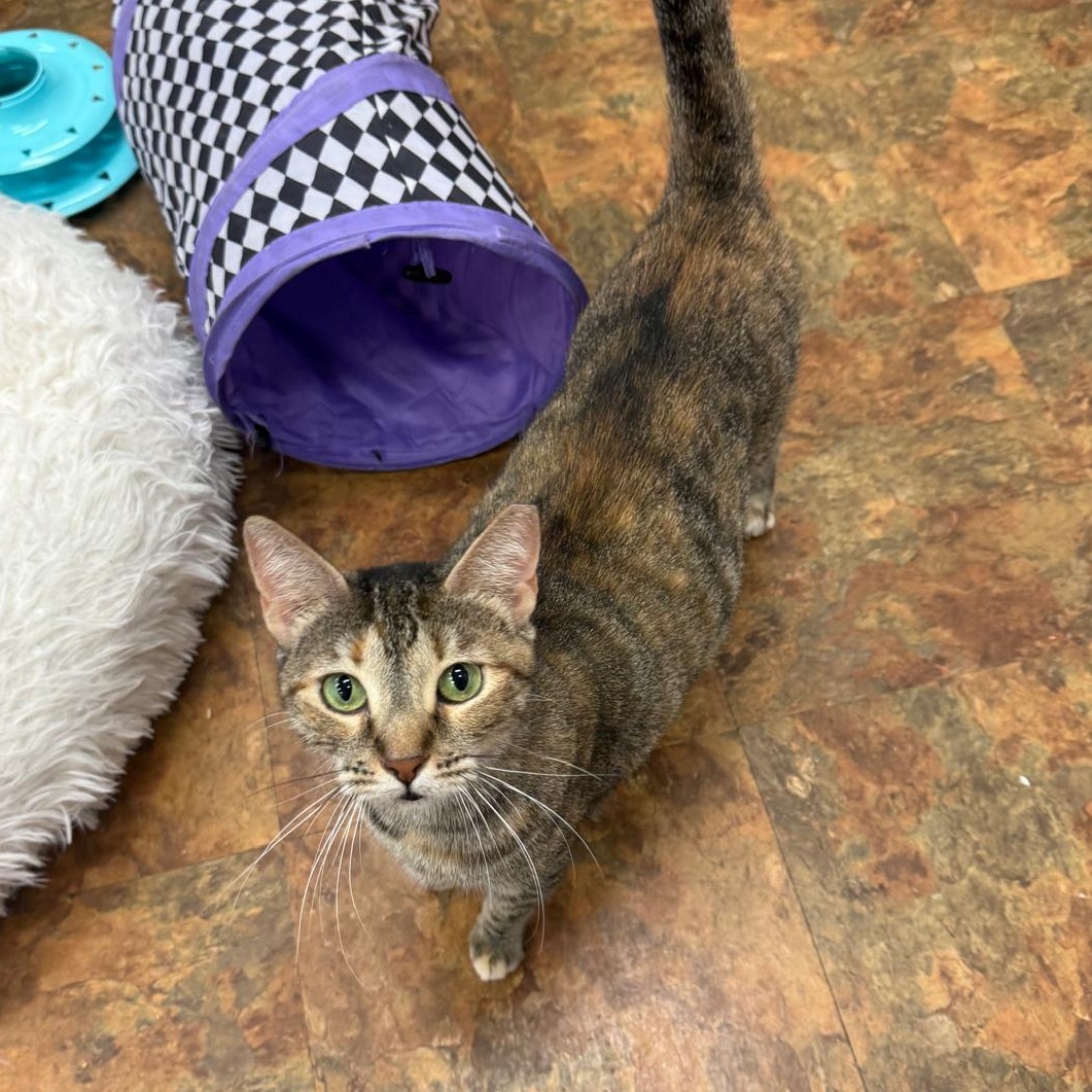 Sally, Adoptable, Young Female Domestic Short Hair.