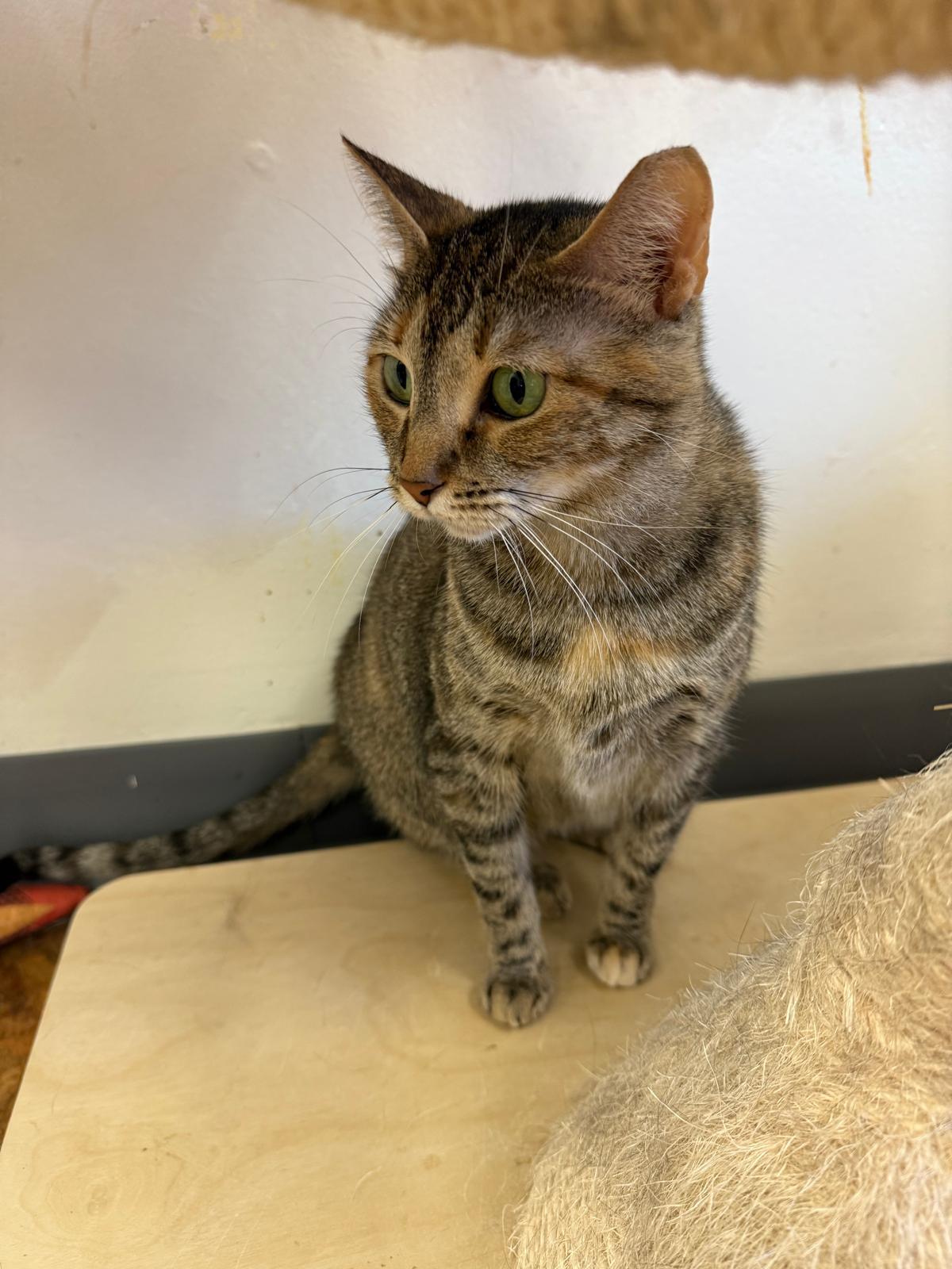 Sally, a Adoptable Domestic Short Hair in Miami Beach, FL image 2/6