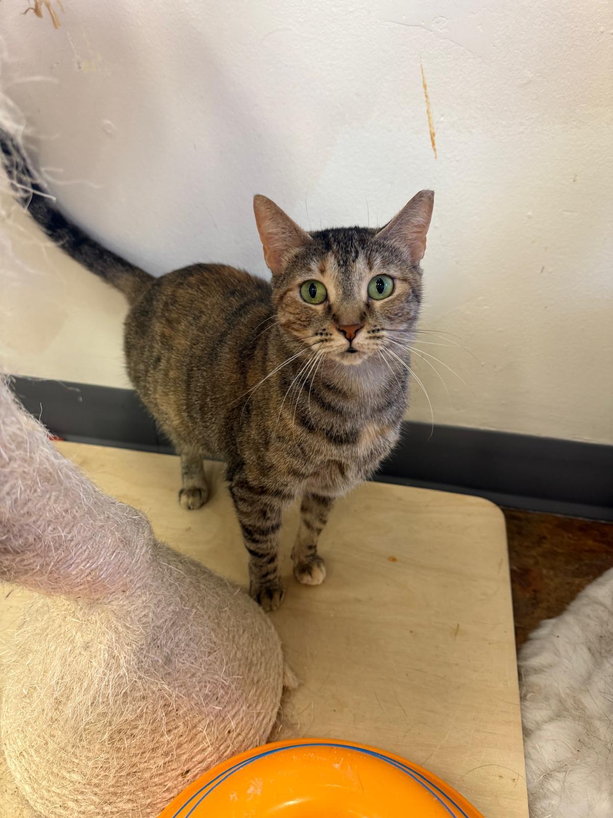 Sally, a Adoptable Domestic Short Hair in Miami Beach, FL image 3/6