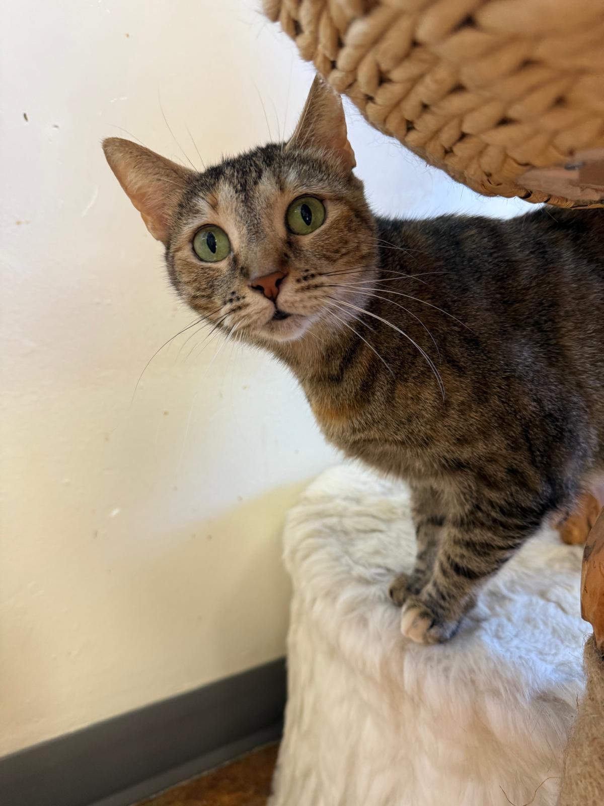 Sally, a Adoptable Domestic Short Hair in Miami Beach, FL image 4/6