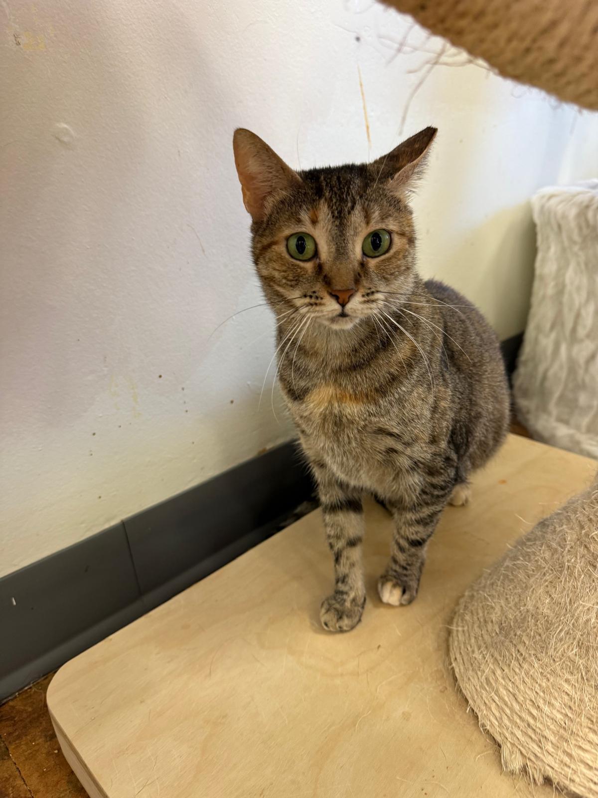 Sally, a Adoptable Domestic Short Hair in Miami Beach, FL image 5/6