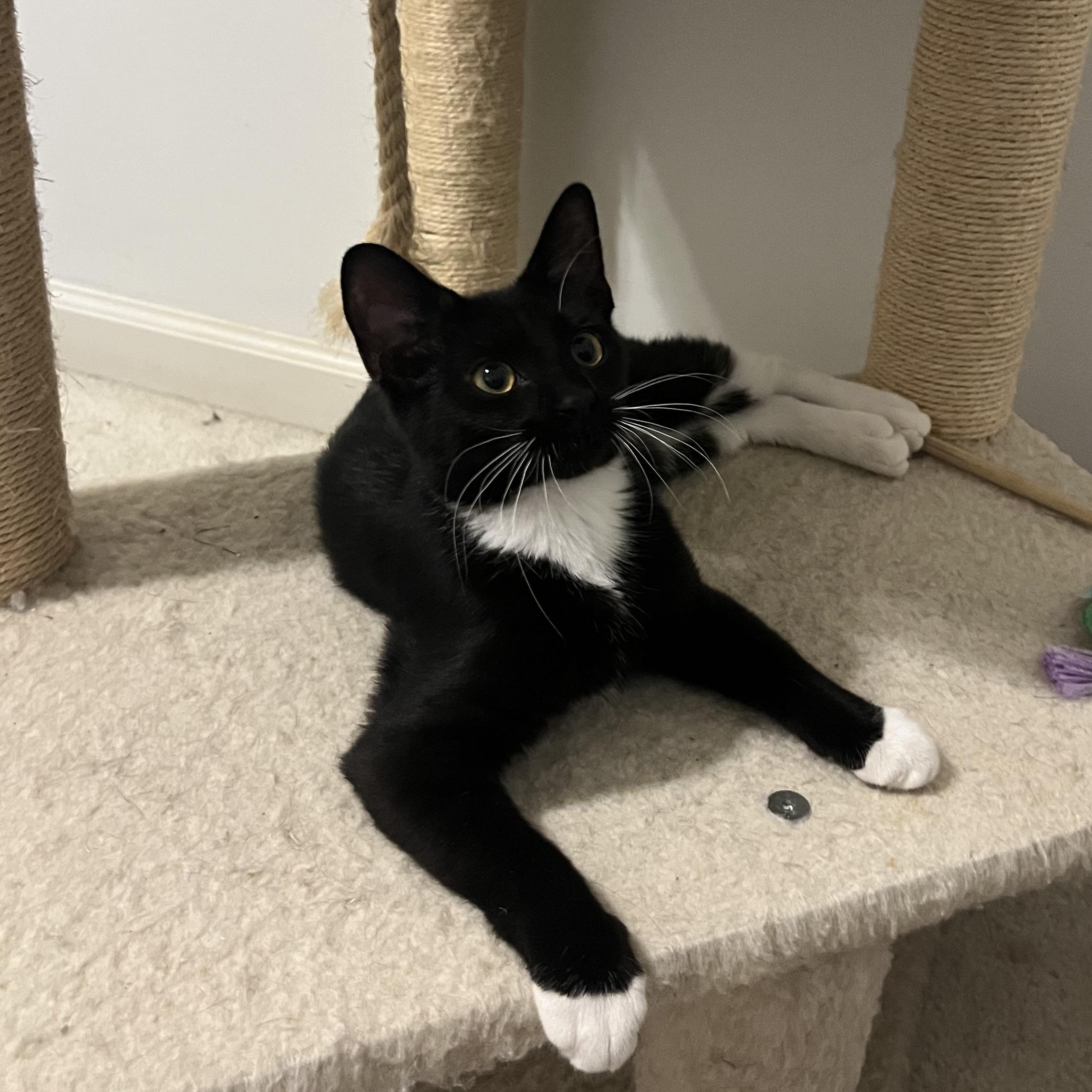 Enlarge Anne, a ADOPTABLE mixed breed in Duluth, GA image 3/4