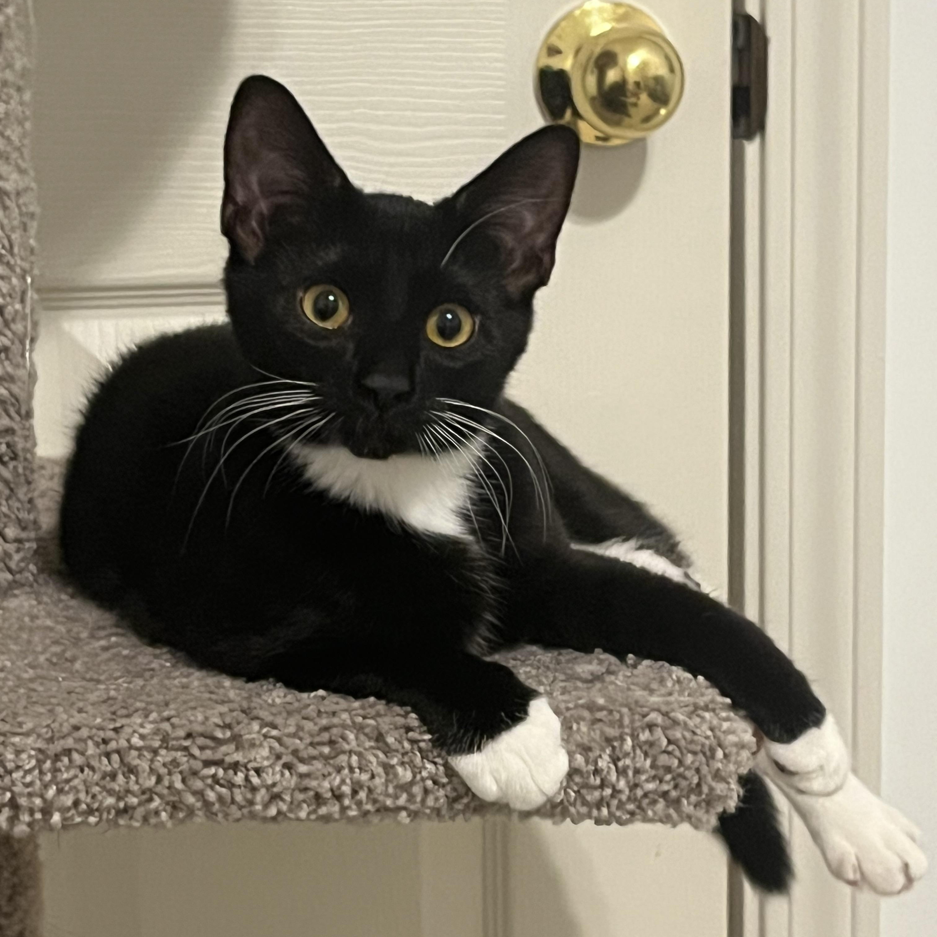 Anne, ADOPTABLE, Kitten Female Domestic Short Hair & Tuxedo.