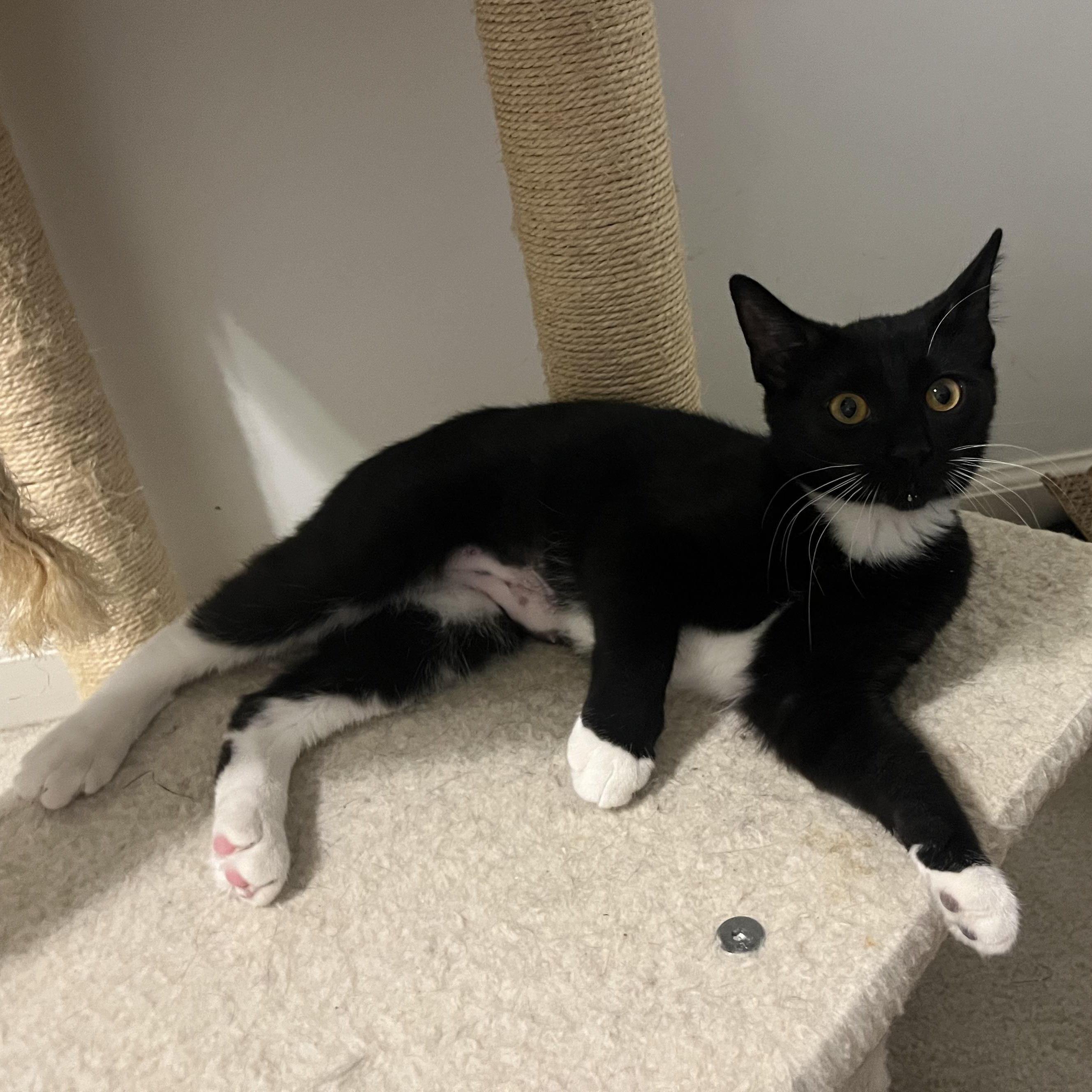 Enlarge Anne, a ADOPTABLE mixed breed in Duluth, GA image 2/4