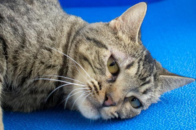 Enlarge Celeste, a Adopted mixed breed in Denham Springs, LA image 1/1