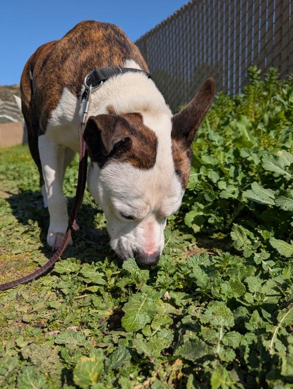 Enlarge Raiden, a Adoptable mixed breed in Escondido, CA image 1/1