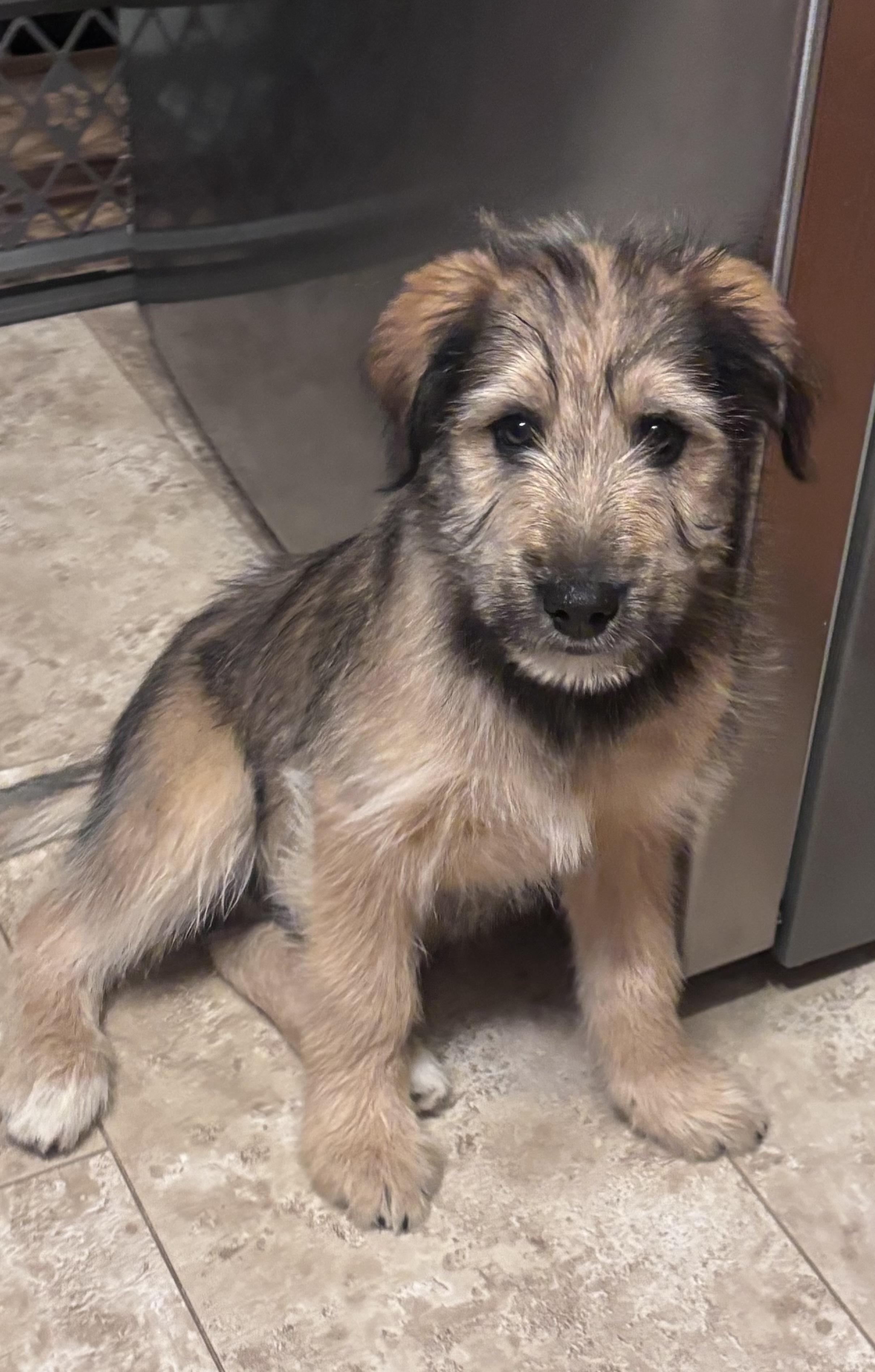 Enlarge Oscar , an adopted mixed breed in Fredericksburg, VA image 3/3