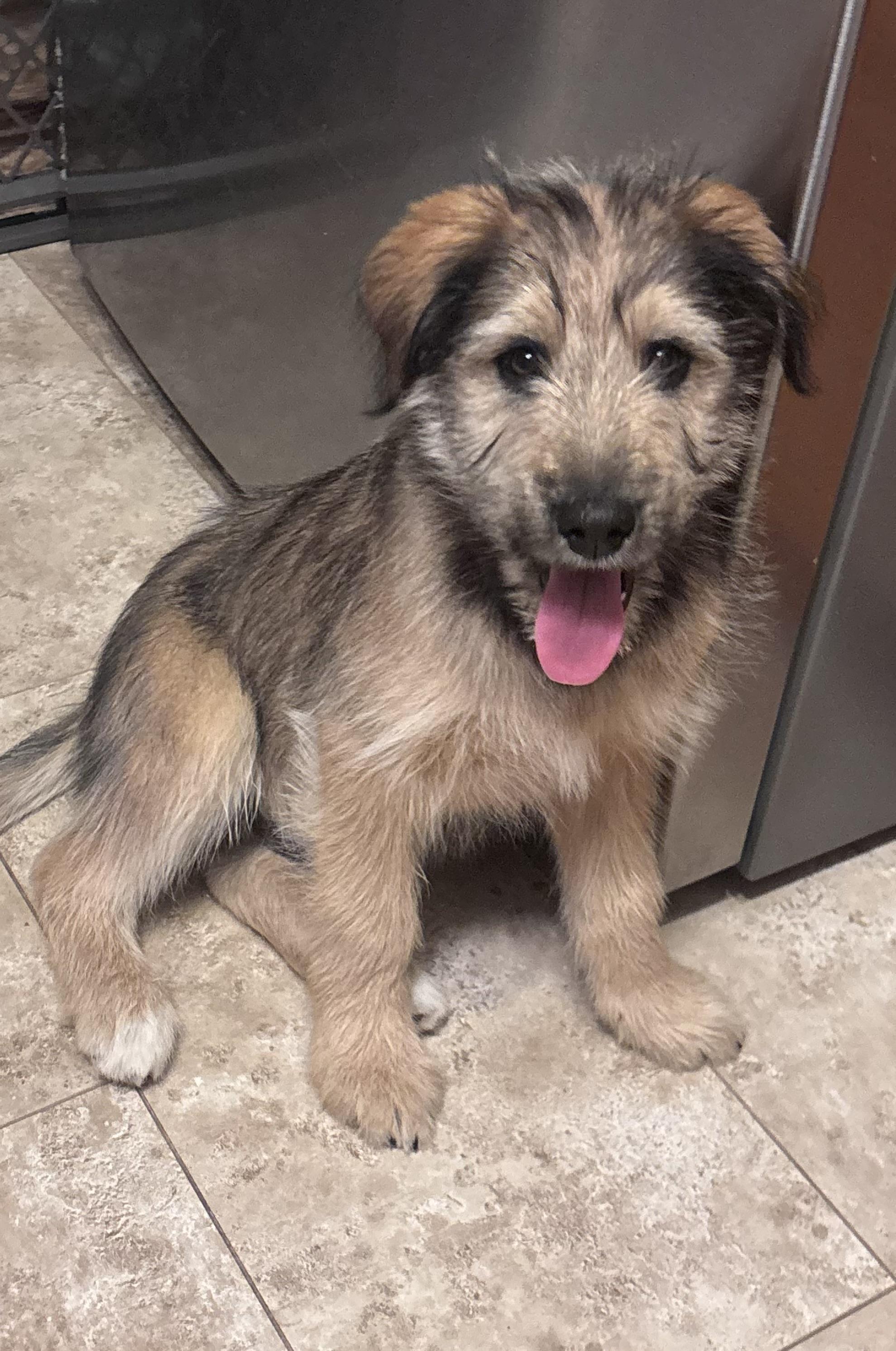 Oscar , adopted, Puppy Male English Springer Spaniel & Poodle.