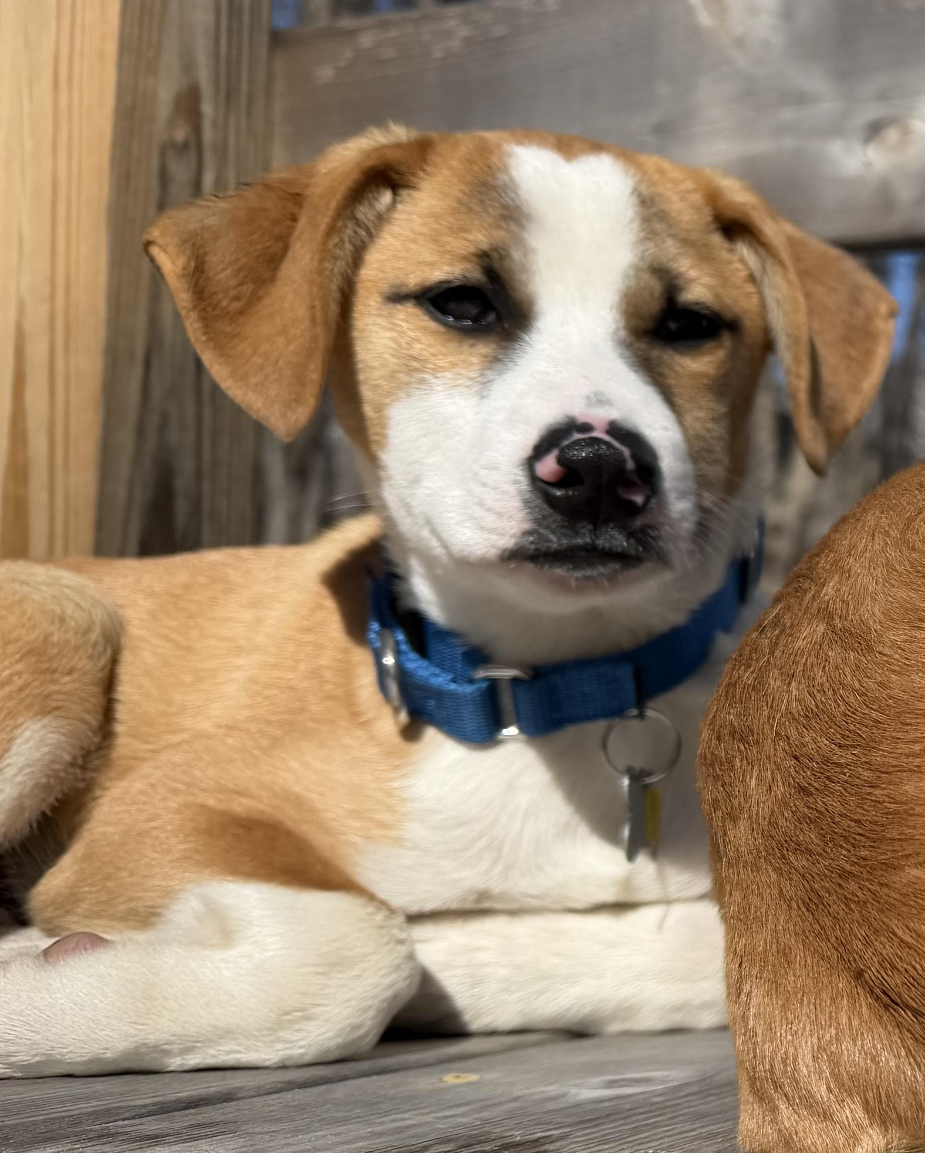 Enlarge Cupid, a Adoptable mixed breed in Albany, NY image 3/6