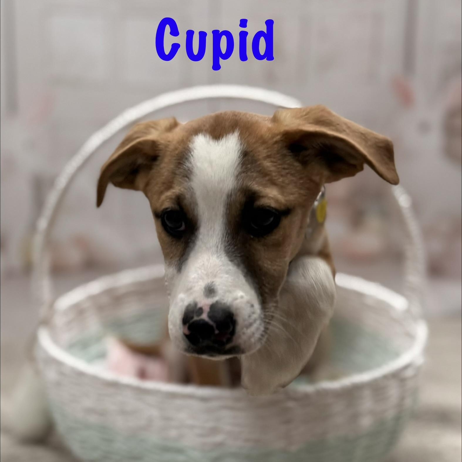 Enlarge Cupid, a Adoptable mixed breed in Albany, NY image 2/6