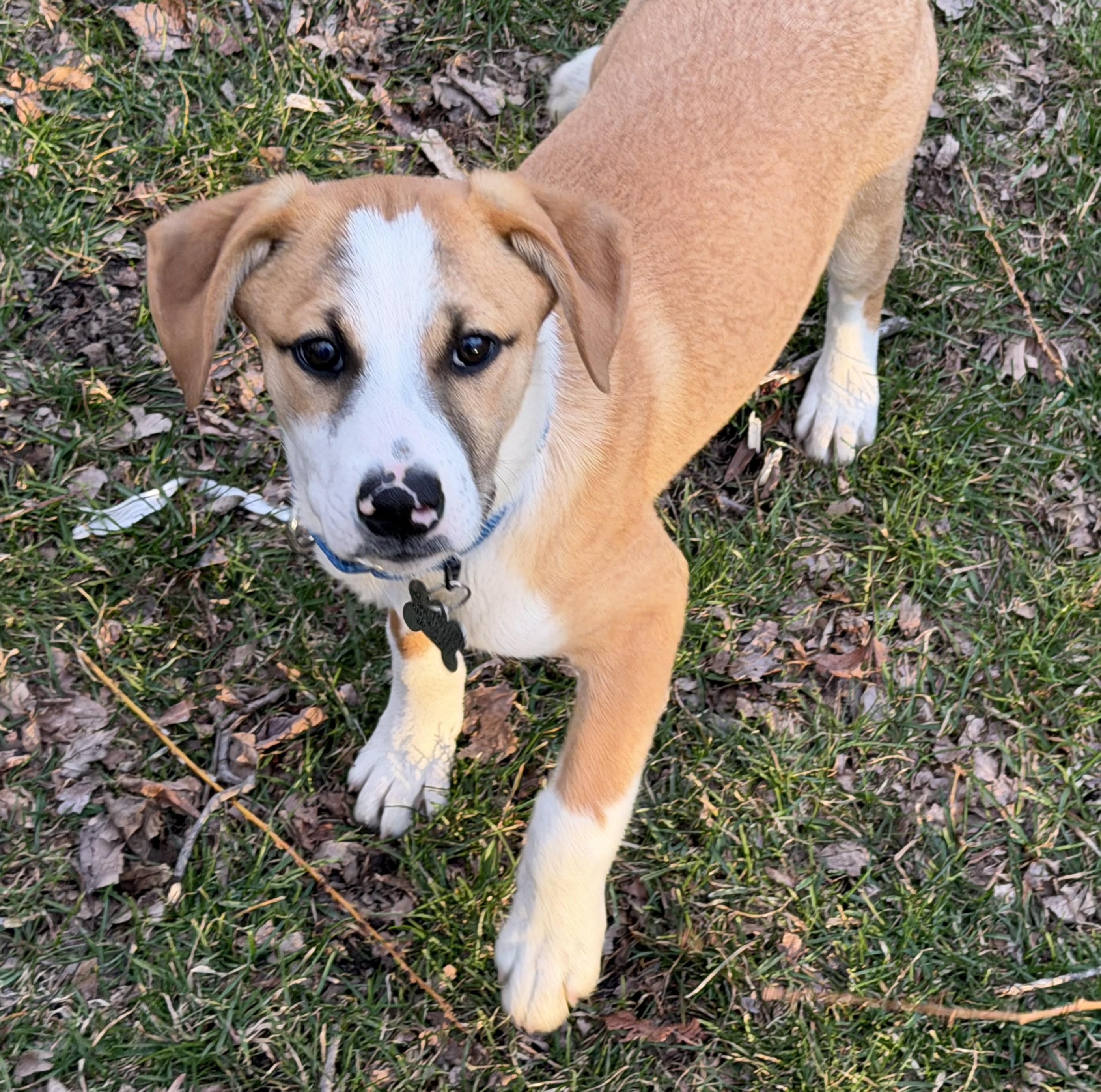 Enlarge Cupid, a Adoptable mixed breed in Albany, NY image 6/6