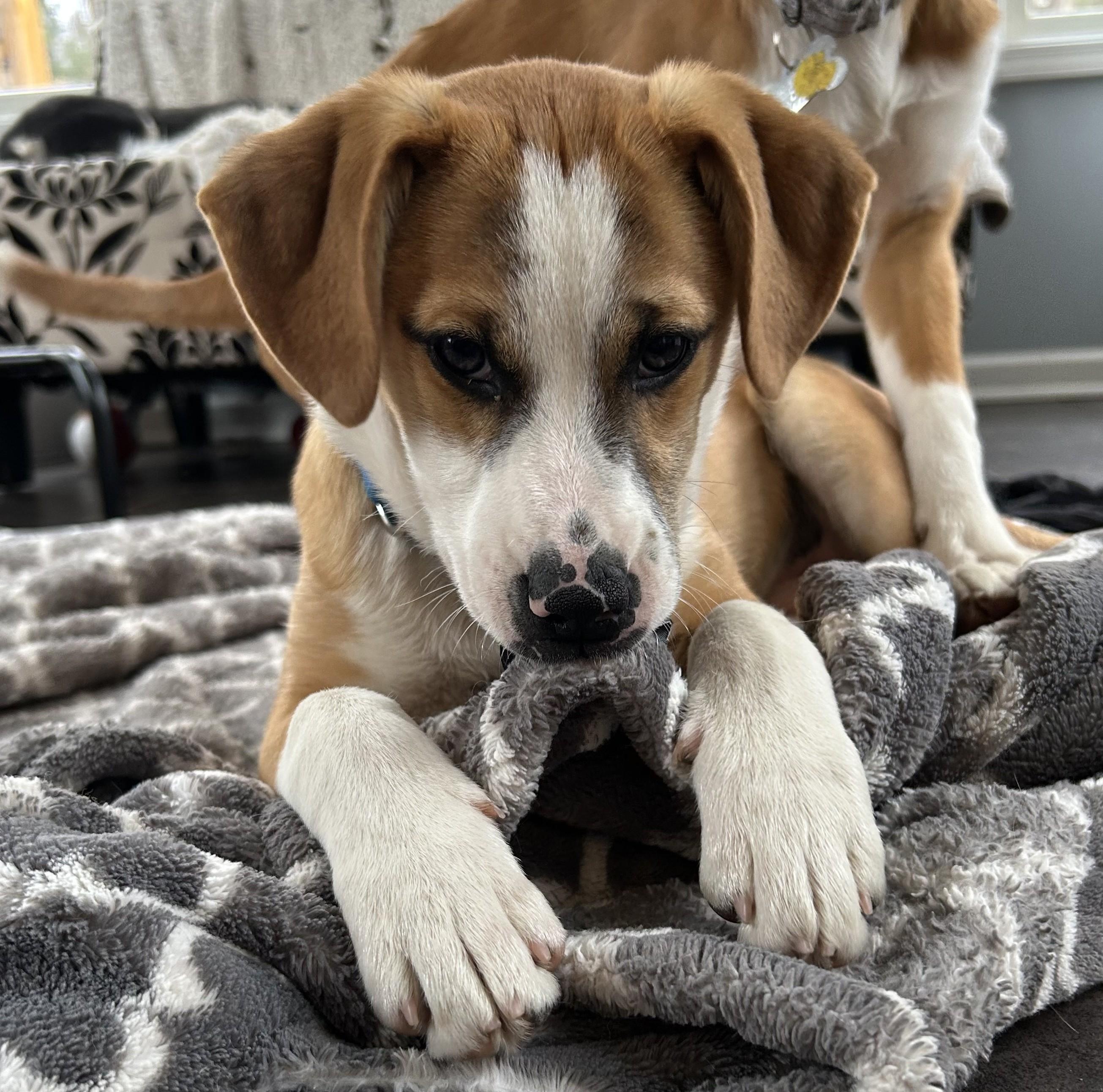 Enlarge Cupid, a Adoptable mixed breed in Albany, NY image 1/6