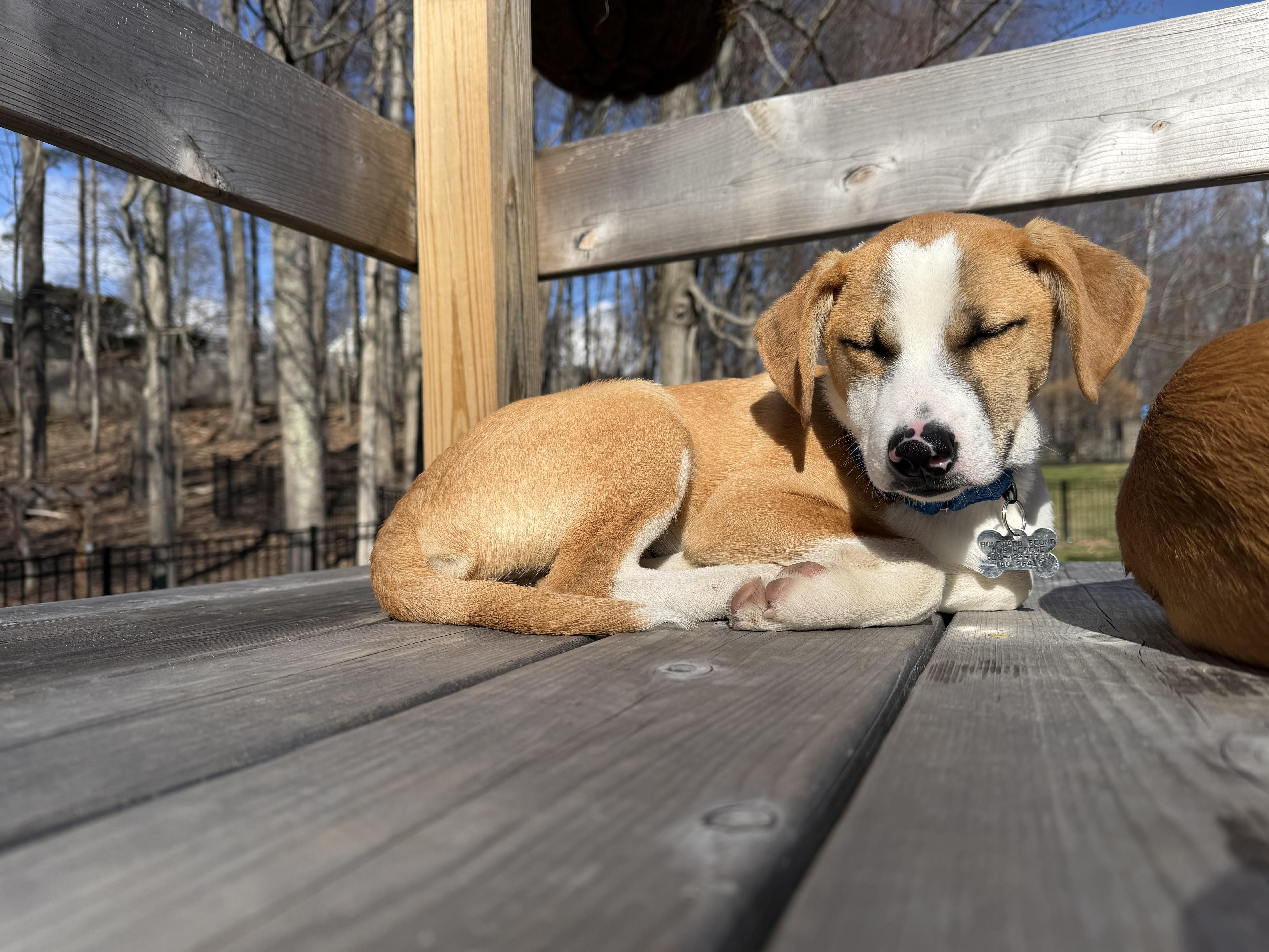 Enlarge Cupid, a Adoptable mixed breed in Albany, NY image 5/6