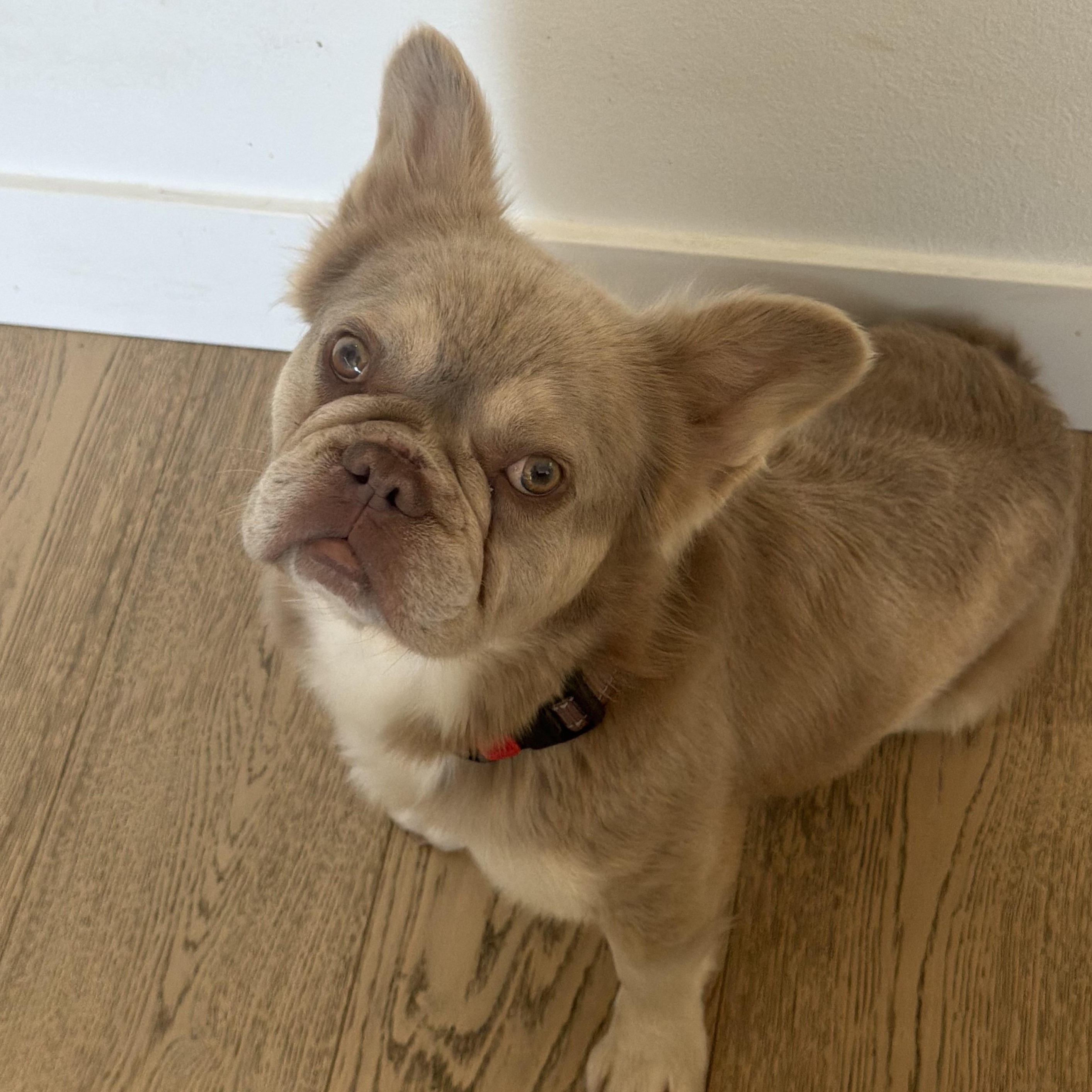 Enlarge Mr. Happy Fluffy, a ADOPTABLE mixed breed in Ridgefield, WA image 4/6