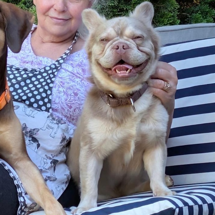 Mr. Happy Fluffy, ADOPTABLE, Young Male French Bulldog.