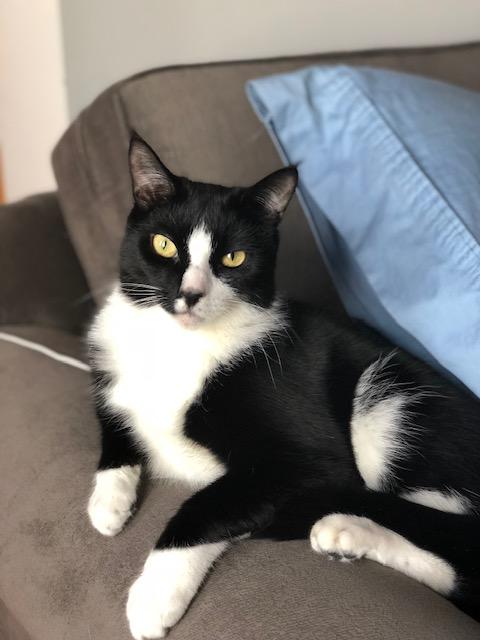 Picasso, adoptable, Senior Male Domestic Short Hair.