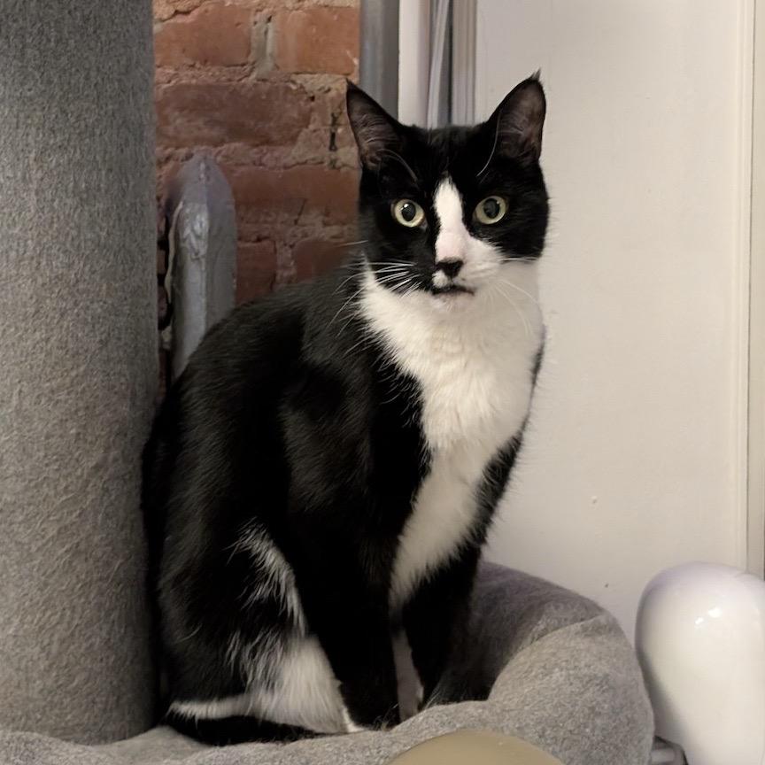 Enlarge Picasso, an adoptable Domestic Short Hair in New York, NY image 2/4