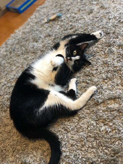 Enlarge Picasso, an adoptable Domestic Short Hair in New York, NY image 3/4