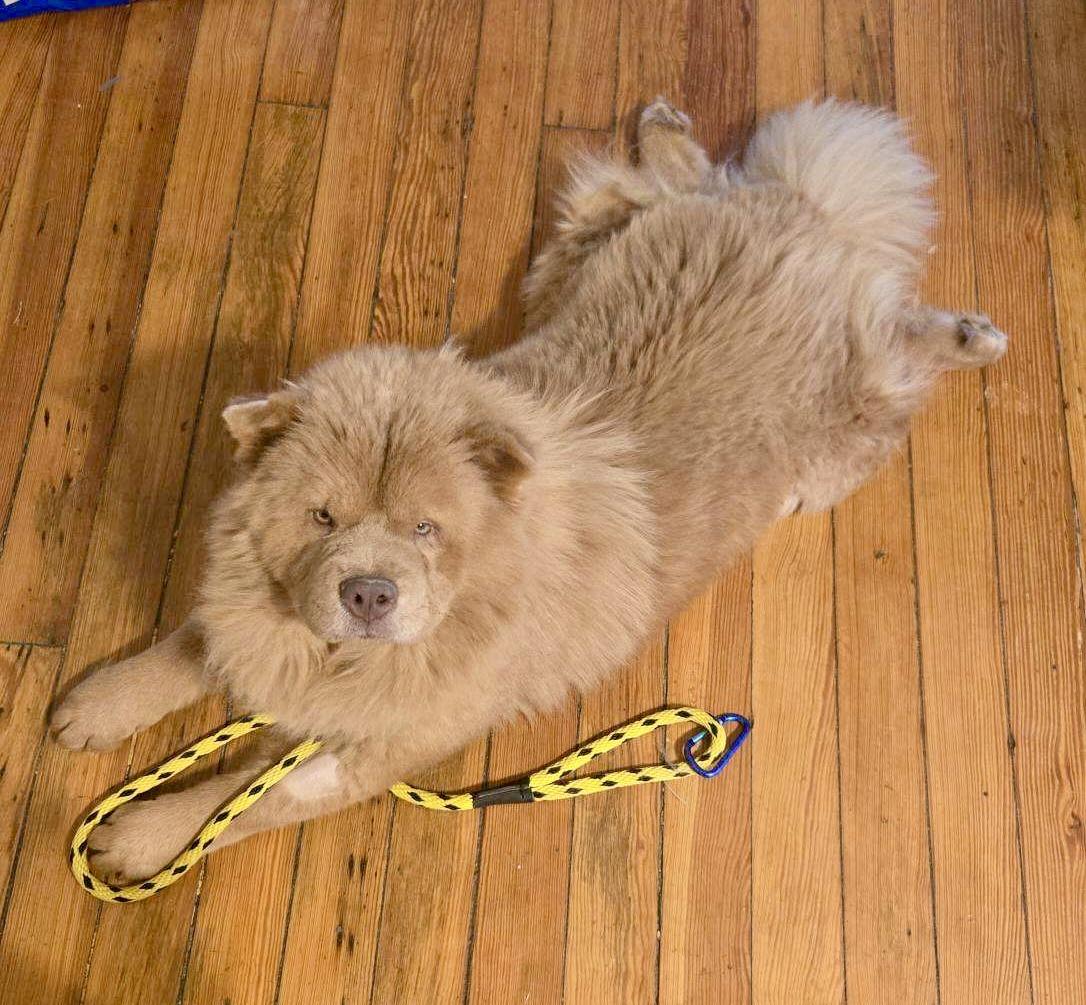 Mac Doogle, a Adoptable mixed breed in Saint Louis, MO image 5/5