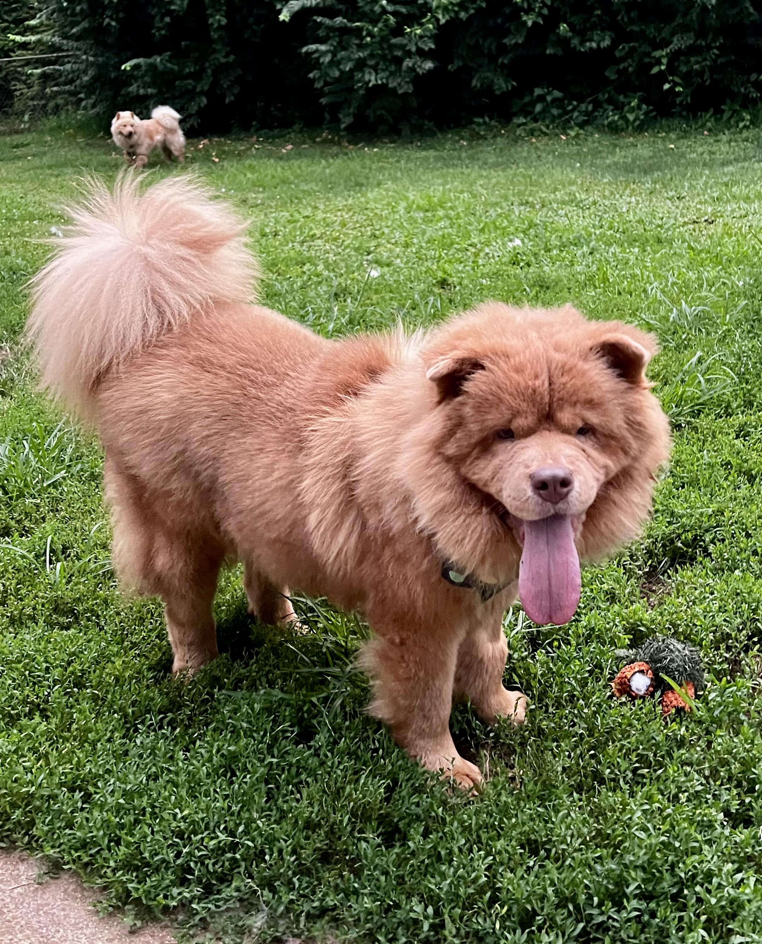 Mac Doogle, Adoptable, Adult Male Chow Chow & Nova Scotia Duck Tolling Retriever.