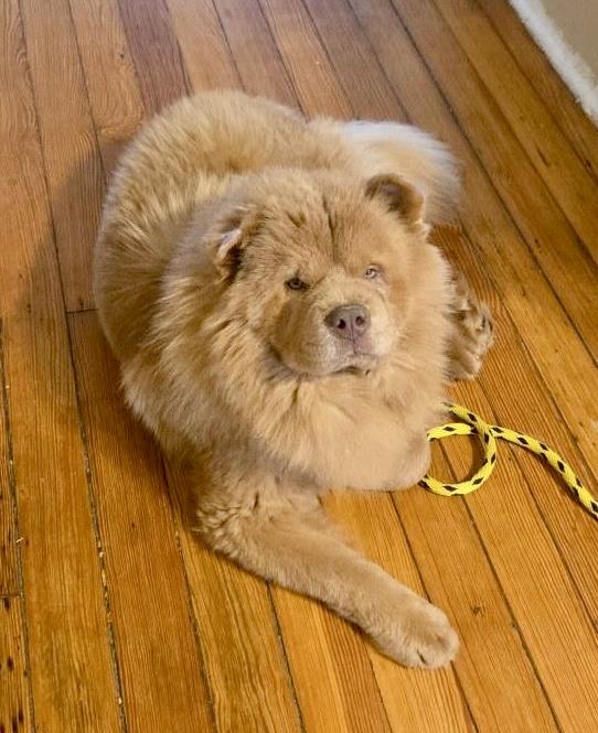 Mac Doogle, a Adoptable mixed breed in Saint Louis, MO image 4/5