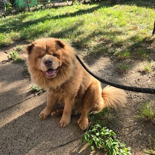 Mac Doogle, a Adoptable mixed breed in Saint Louis, MO image 2/5