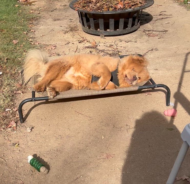 Enlarge Mac Doogle, a Adoptable mixed breed in Saint Louis, MO video 3/5