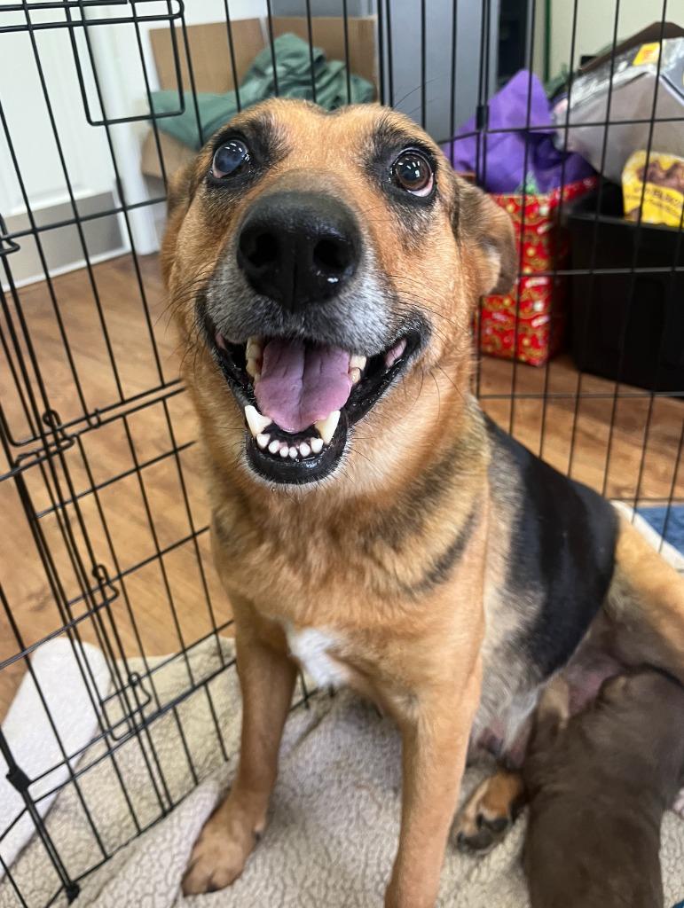 Enlarge Zelli, a Adoptable mixed breed in Fayetteville, AR image 1/3