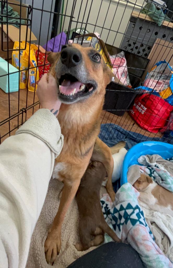 Enlarge Zelli, a Adoptable mixed breed in Fayetteville, AR image 2/3